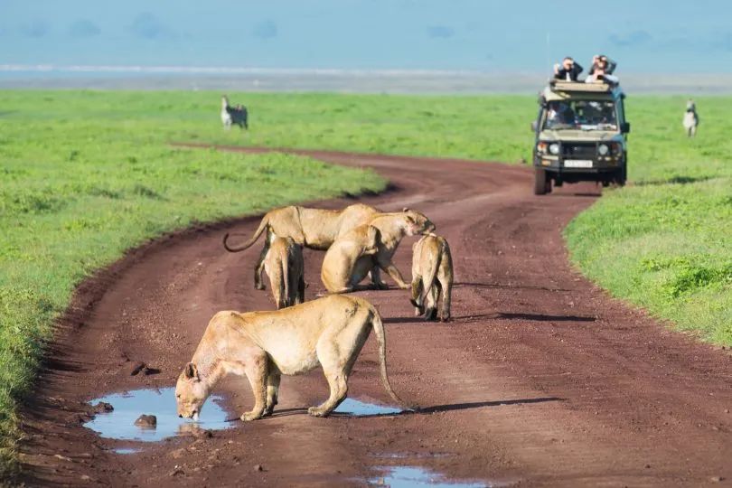 Zu welcher Reisezeit hast du die besten Chancen, viele Tiere in Tansania zu sehen?