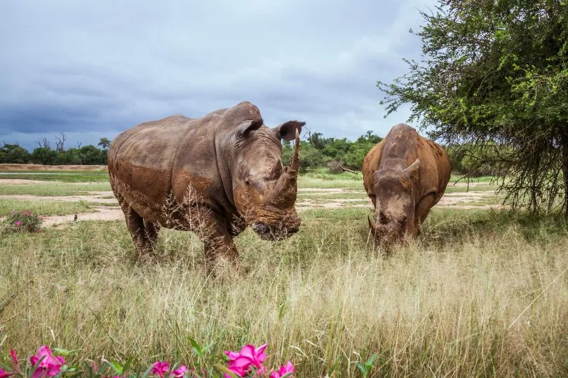 Entdecke Nashörner bei deiner Rundreise durch Südafrika Lesotho Eswatini