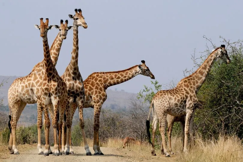 Entdecke Giraffen bei deiner Rundreise durch Südafrika Lesotho Eswatini