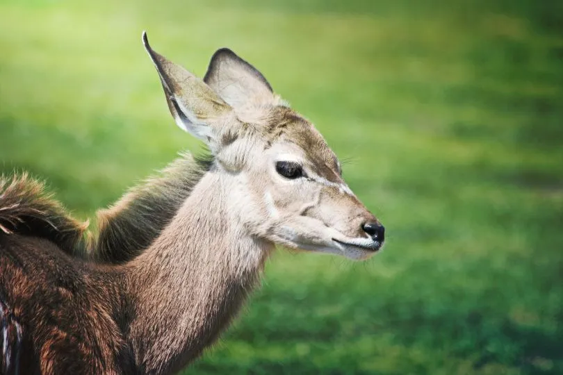 Entdecke einheimische Tiere bei deiner Rundreise durch Südafrika Lesotho Eswatini