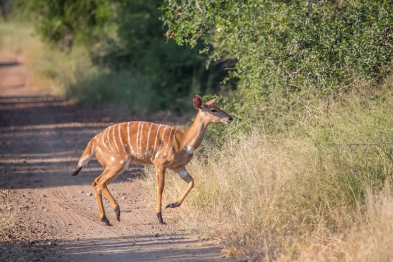 Entdecke Nyalas bei deiner Rundreise durch Südafrika Lesotho Eswatini