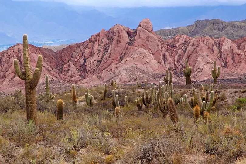 Entdecke Los Cardones auf deiner Argentinien Highlight Reise