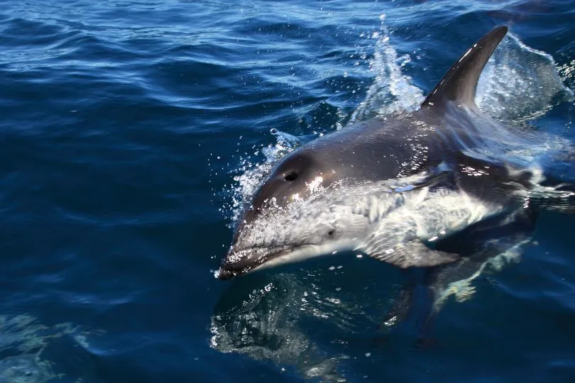 Entdecke Delfine in Puerto Madryn auf deiner Argentinien Highlight Reise