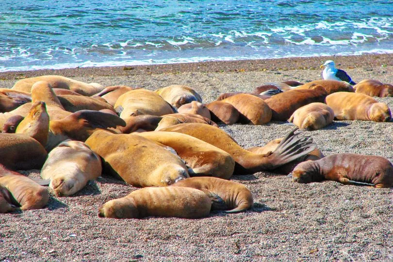 Entdecke Puerto Madryn auf deiner Argentinien Highlight Reise