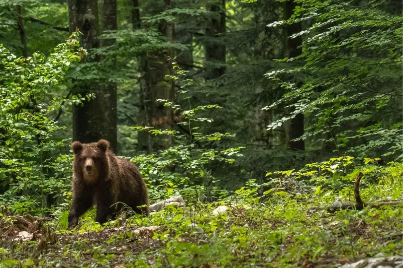Entdecke Braunbären auf deiner Schweden Reise mit dem E-Auto