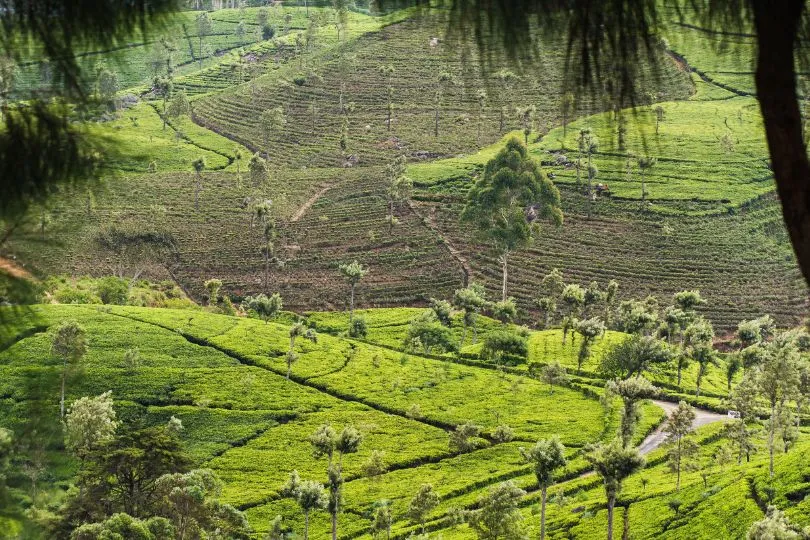 Entdecke die Teeplantagen bei deiner Gruppenreise Sri Lanka