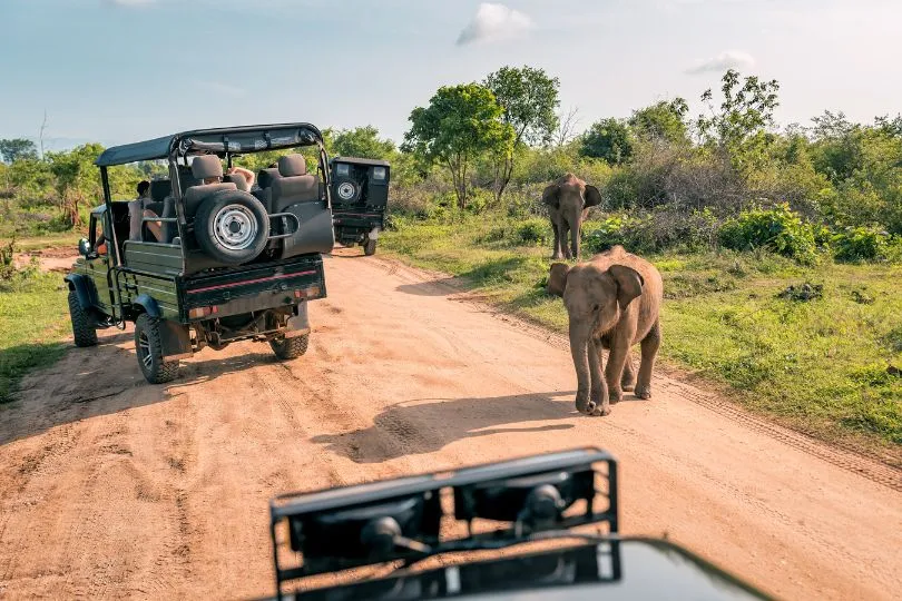 Entdecke Elefanten bei deiner Gruppenreise Sri Lanka
