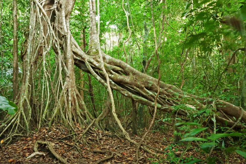 Entdecke den Cat Tien Nationalpark auf deiner Reise durch Vietnam mit dem Zug