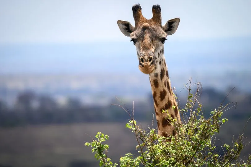 Entdecke Giraffen auf deiner Uganda Fotoreise im September 2024