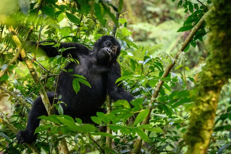 Entdecke Gorillas auf deiner Uganda Fotoreise im September 2024
