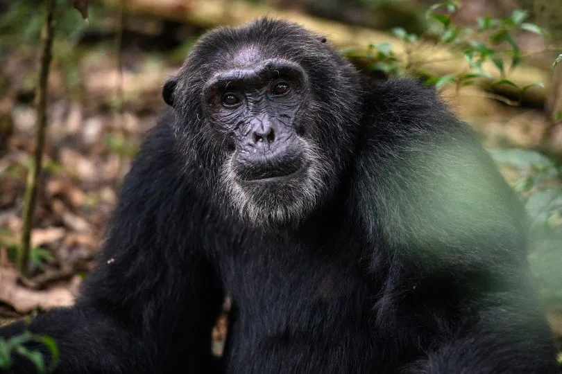 Entdecke Schimpansen auf deiner Uganda Fotoreise im September 2024