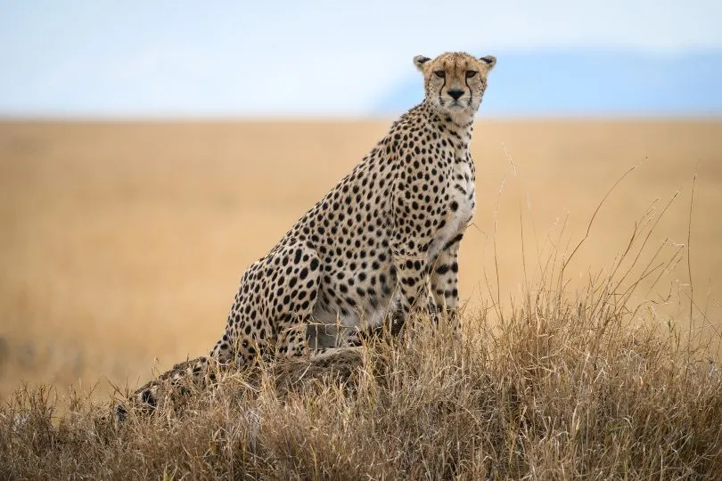 Entdecke Leoparden auf deiner Uganda Fotoreise im September 2024
