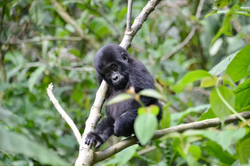 Entdecke Gorillas bei deiner Uganda Tansania Reise