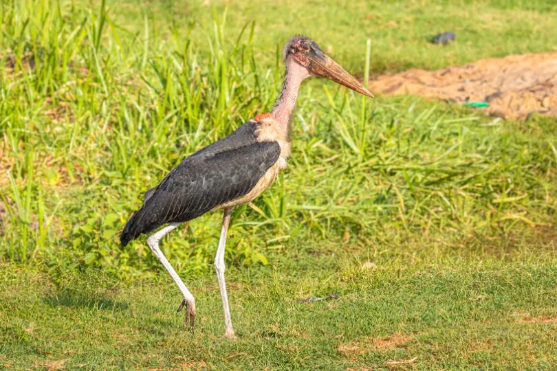 Entdecke Störche bei deiner Uganda Tansania Reise