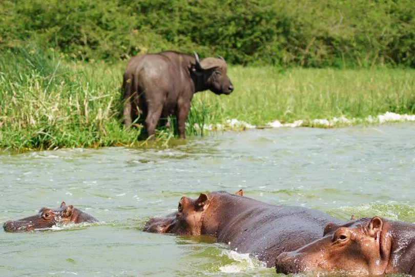 Entdecke Hippos und Büffel bei deiner Uganda Tansania Reise