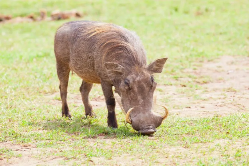 Entdecke Warzenschweine bei deiner Uganda Tansania Reise