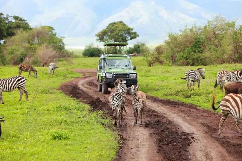 Entdecke Zebras bei deiner Uganda Tansania Reise