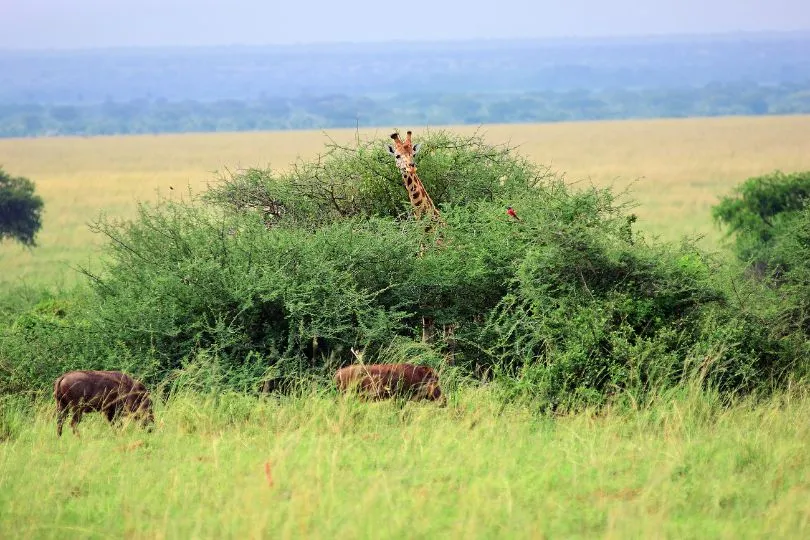 Entdecke Giraffen bei deiner Uganda Tansania Reise