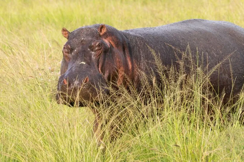 Entdecke Hippos bei deiner Uganda Tansania Reise