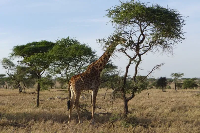 Entdecke Giraffen bei deiner Uganda Tansania Reise