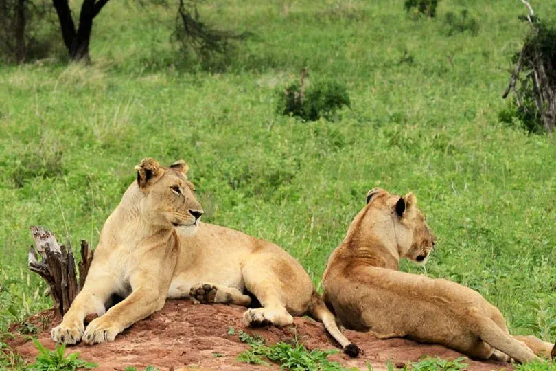 Entdecke Löwen bei deiner Uganda Tansania Reise