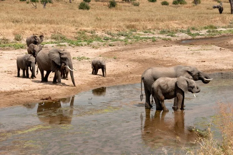 Entdecke Elefanten bei deiner Uganda Tansania Reise