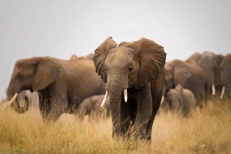 Elefanten im Tarangire Nationalpark in Tansania