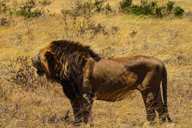 Löwe im Serengeti Nationalpark in Tansania