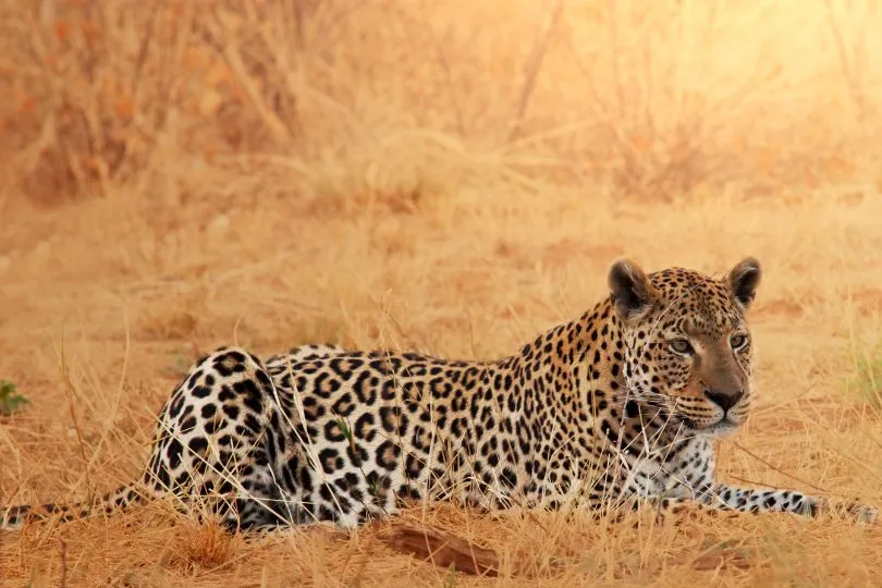 Leoparden sehen während einer Safari in Tansania