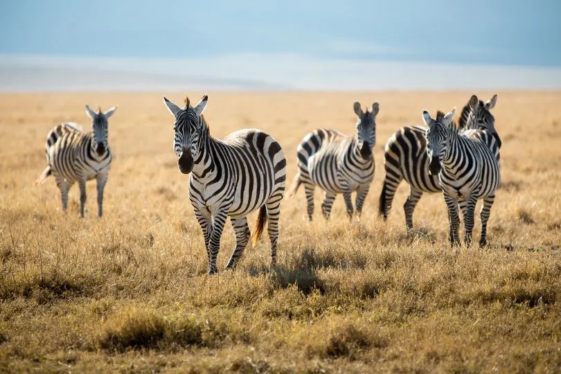 Zebras im Ngorongoro Krater in Tansania