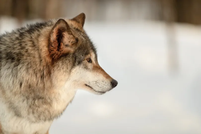 Wolf in Norwegen