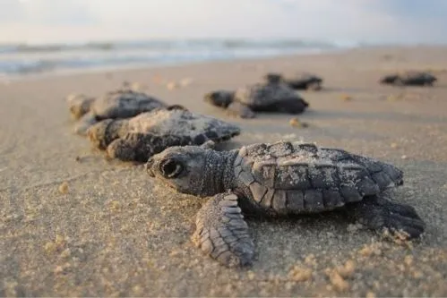 Schildkröten in Suriname.