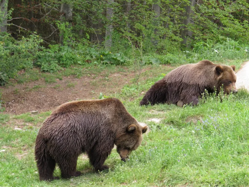 Belitsa Bärenreservat Bulgarien