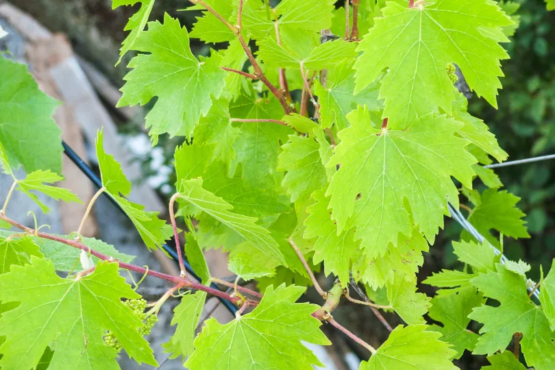 Weinregion Bulgarien