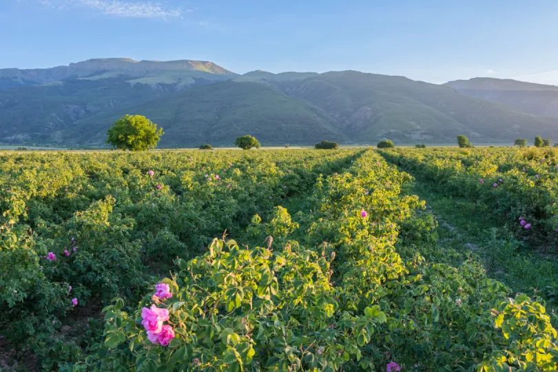 Damascena Bulgarien