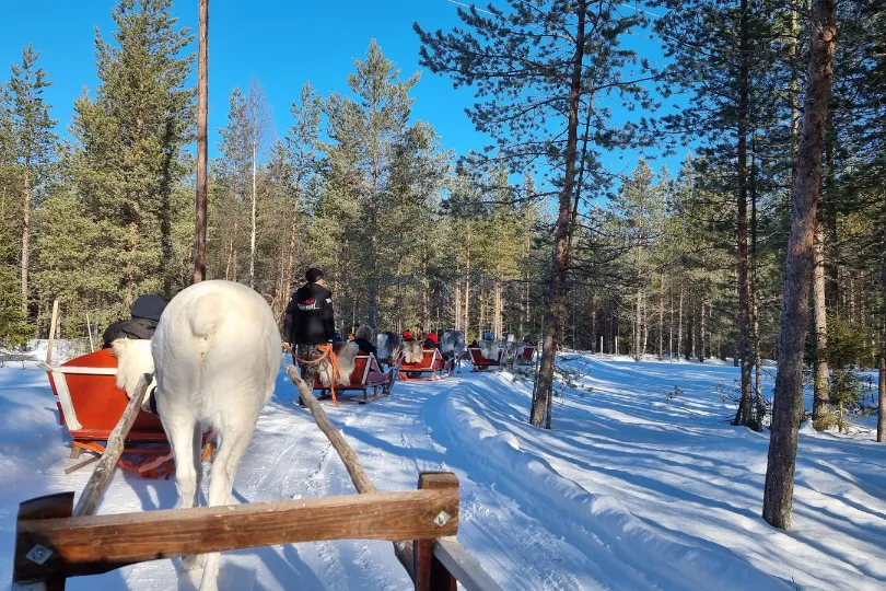 Finnland Rentier Schlittenfahrt