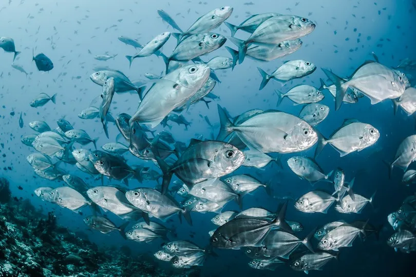 Fischen