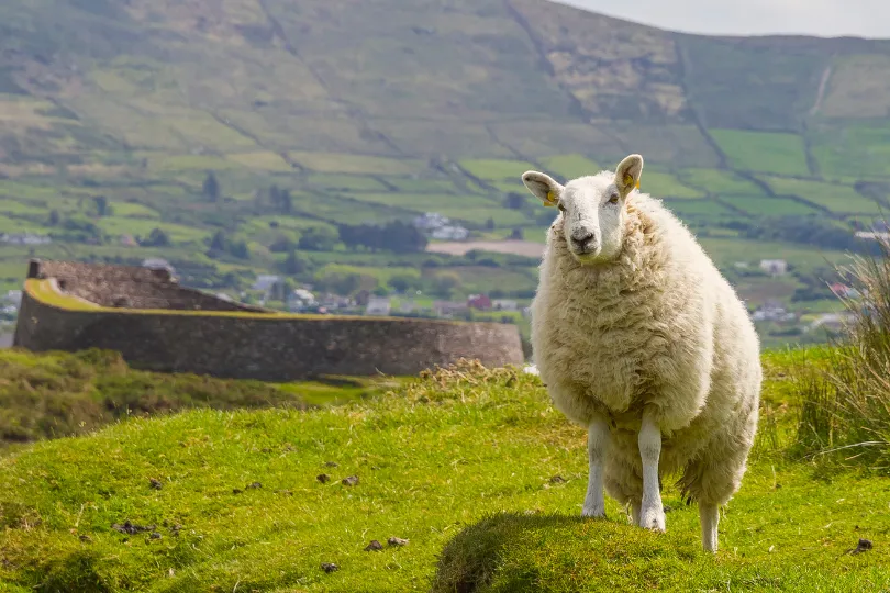 Irland Landschaft Schaf