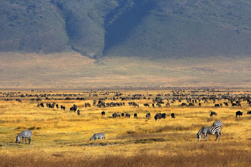 Tansania Steppe Zebras