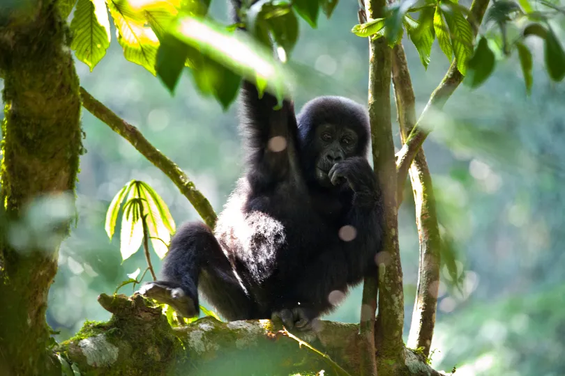 Gorilla im Bwindi Impenetrable Forest, Uganda.