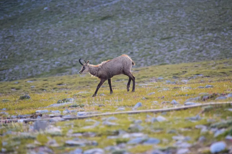 ein Hirsch frisst grüne Gras auf dem Bergen in Olympus, Griechenland