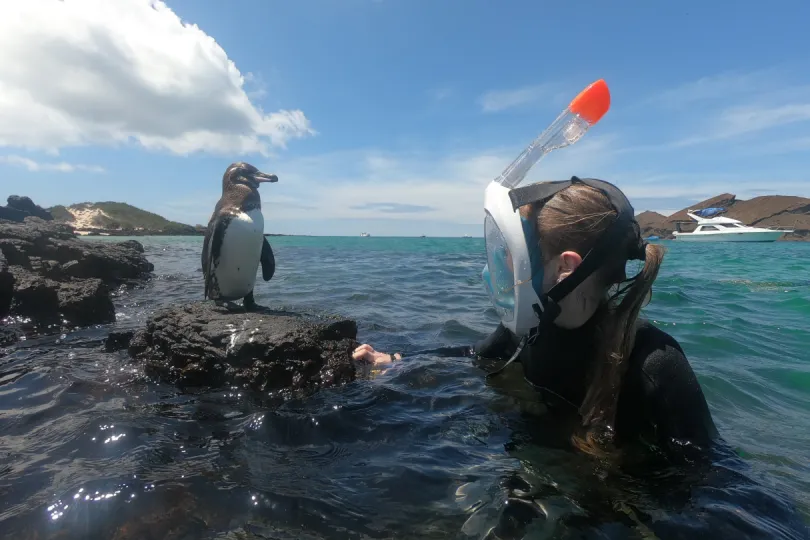 Ecuador Pinguin