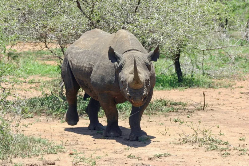 Ein Spitzmaulnashorn in einem Nationalpark.