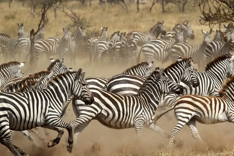 Eine Zebraherde in der Serengeti.