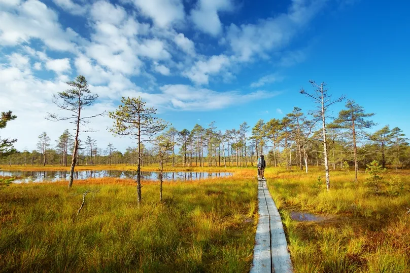 Ein Wanderer im Lahemaa Nationalpark. Blauer Himmel und grüne Wiese.