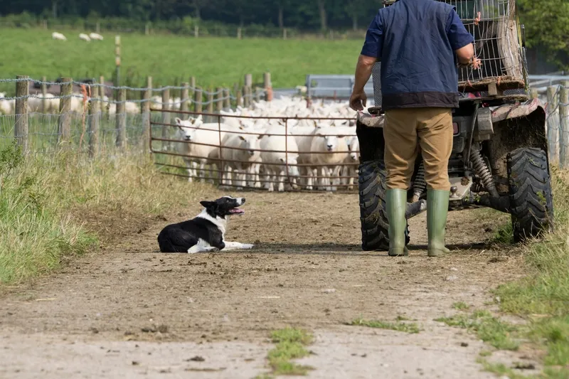 Schafe und ein Hütehund auf einem Bauernhof.