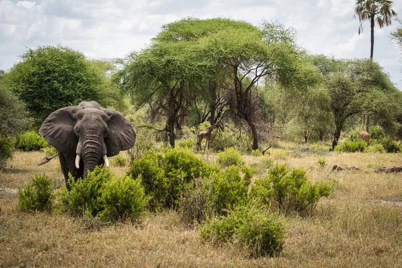 Ein Elefant im Tarangire-Nationalpark.