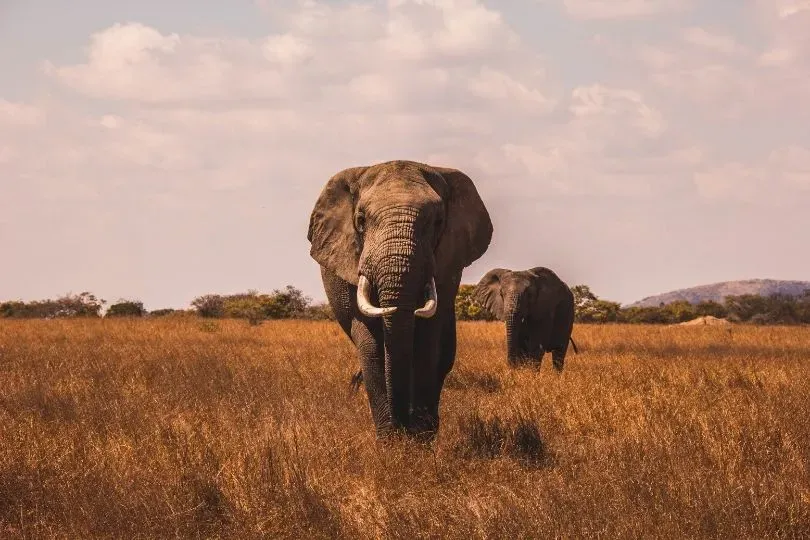 Elefanten auf den offenen Feldern einer Safari