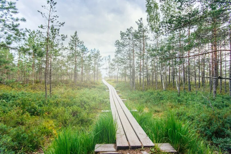 Ein Wanderweg im Wald.