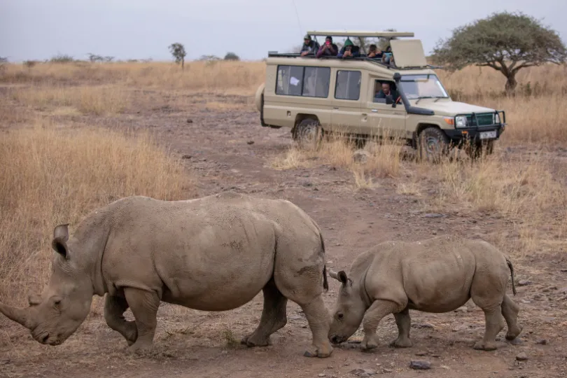 Nilpferde in Afrika.